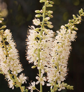 Vanilla Spice® - Summersweet - Clethra alnifolia