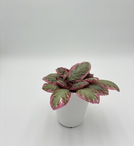 Velvet Tapestry™ Cleopatra - Flame Violet - Episcia x