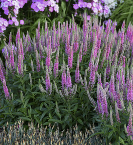 Magic Show® 'Pink Potion' - Spike Speedwell - Veronica hybrid
