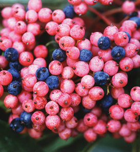 Brandywine™ - Viburnum nudum