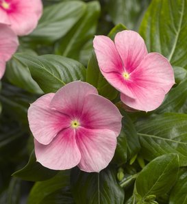 Cora® Cascade Shell Pink® - Vinca - Catharanthus roseus