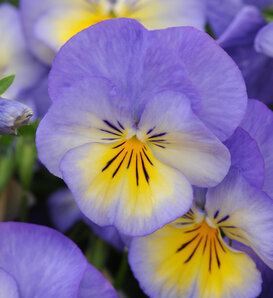 Halo Sky Blue - Violet - Viola cornuta