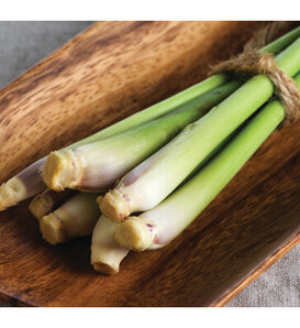 West Indian - Lemongrass - Cymbopogon citratus