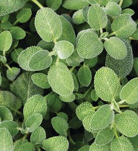 Wise Old™ Sage - Salvia officinalis