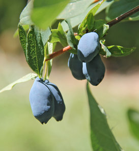 Yezberry Sugar Pie® - Japanese haskap - Lonicera caerulea