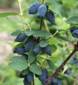 Yezberry Honey Bunch® - Japanese Haskap - Lonicera caerulea