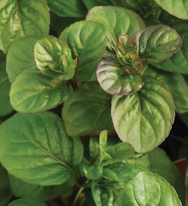 Zesty Orange™ - Mint - Mentha x piperita