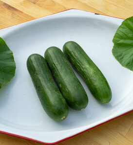 Ziki™ - Beit Alpha Cucumber - Cucumis