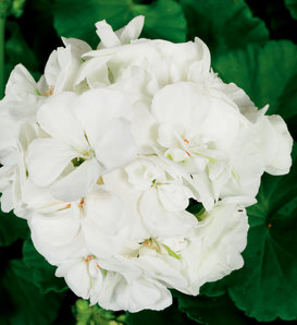 Americana® White - Zonal Geranium - Pelargonium zonale