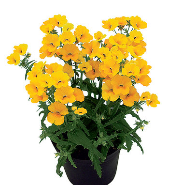 Nemesia Proven Winners