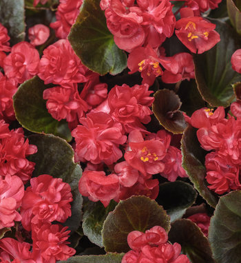 Double Up Pink Begonia