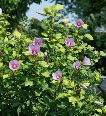 Hibiscus | Proven Winners