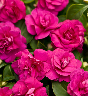 Rockapulco® Rose - Double Impatiens - Impatiens walleriana | Proven Winners