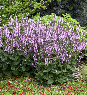 Color Spires® 'Violet Riot' - Perennial Salvia - Salvia nemorosa ...