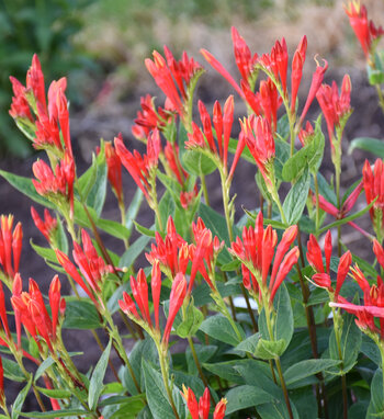 Spigelia Proven Winners spigelia-proven-winners