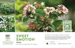 Abelia Sweet Emotion® 11x7" Variety Benchcard
