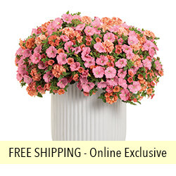 Acapulco Sun FLOWER PILLOW® Acapulco Sun FLOWER PILLOW®