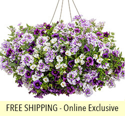 Amethyst Dreams FLOWER PILLOW®