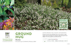 Aronia Ground Hug® (Chokeberry) 11x7" Variety Benchcard