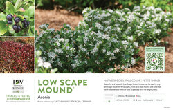 Aronia Low Scape Mound® (Chokeberry) 11x7" Variety Benchcard