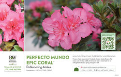 Rhododendron Perfecto Mundo Epic Coral® (Azalea) 11x7" Variety Benchcard