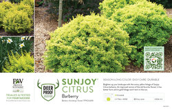 Berberis Sunjoy® Citrus (Barberry) 11x7" Variety Benchcard