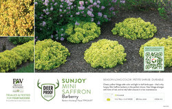 Berberis Sunjoy® Mini Saffron (Barberry) 11x7" Variety Benchcard