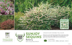Berberis Sunjoy Sequins® (Barberry) 11x7" Variety Benchcard