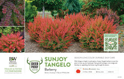 Berberis Sunjoy® Tangelo™ (Barberry) 11x7" Variety Benchcard