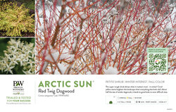 Cornus Arctic Sun® (Red Twig Dogwood) 11x7" Variety Benchcard