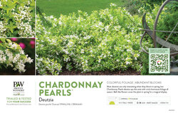 Deutzia Chardonnay Pearls® 11x7" Variety Benchcard