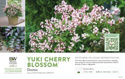 Deutzia Yuki Cherry Blossom® 11x7" Variety Benchcard