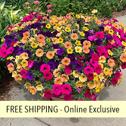 Bright and Early FLOWER PILLOW®