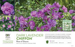 Hibiscus Dark Lavender Chiffon® (Rose of Sharon) 11x7" Variety Benchcard