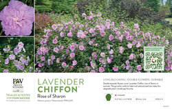 Hibiscus Lavender Chiffon® (Rose of Sharon) 11x7" Variety Benchcard