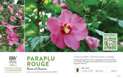 Hibiscus Paraplu Rouge™ (Rose of Sharon) 11x7" Variety Benchcard