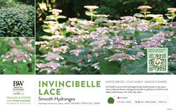 Hydrangea Invincibelle Lace® (Smooth Hydrangea) 11x7" Variety Benchcard