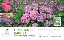 Hydrangea Let's Dance ¡Arriba!® (Reblooming Hydrangea) 11x7" Variety Benchcard