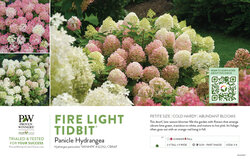 Hydrangea Fire Light Tidbit® (Panicle Hydrangea) 11x7" Variety Benchcard