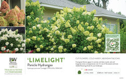 Hydrangea 'Limelight' (Panicle Hydrangea) 11x7" Variety Benchcard