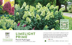 Hydrangea Limelight Prime® (Panicle Hydrangea) 11x7" Variety Benchcard