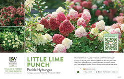 Hydrangea Little Lime Punch® (Panicle Hydrangea) 11x7" Variety Benchcard