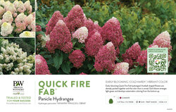 Hydrangea Quick Fire Fab® (Panicle Hydrangea) 11x7" Variety Benchcard