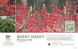 Ilex Berry Heavy® (Winterberry Holly) 11x7" Variety Benchcard