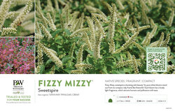 Itea Fizzy Mizzy® (Sweetspire) 11x7" Variety Benchcard
