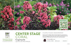 Lagerstroemia Center Stage® Coral (Crapemyrtle) 11x7" Variety Benchcard