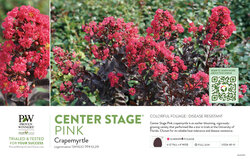 Lagerstroemia Center Stage® Pink (Crapemyrtle) 11x7" Variety Benchcard