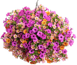 Nightingale Container Garden Nightingale Container Garden