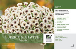 petunia latte supertunia benchcard 11x7 variety provenwinners