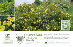 Potentilla Happy Face® Yellow 11x7" Variety Benchcard